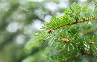 21 mars : la journée internationale des forêts ! 